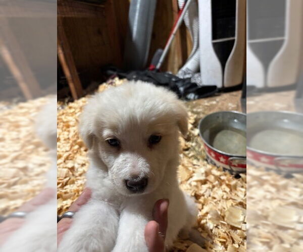 Medium Photo #3 Labrador Retriever-Unknown Mix Puppy For Sale in Oak Bluffs, MA, USA
