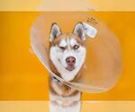 Small Siberian Husky Mix