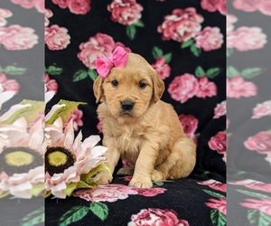 Golden Retriever Puppy for sale in NEW PROVIDENCE, PA, USA