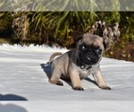 Small #2 Pug