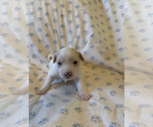 Medium Photo #5 Mutt Puppy For Sale in Pacolet, SC, USA