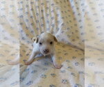 Small #4 Mutt