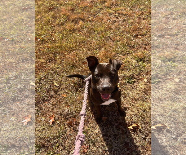 Medium Photo #13 Beagle-Unknown Mix Puppy For Sale in Rustburg, VA, USA