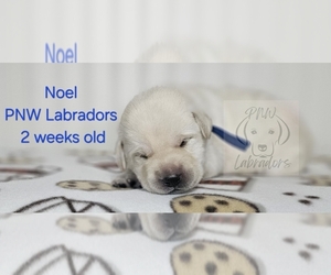 Labrador Retriever Puppy for sale in ROGUE RIVER, OR, USA