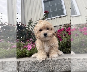 Poo-Ton Puppy for sale in CANOGA, NY, USA
