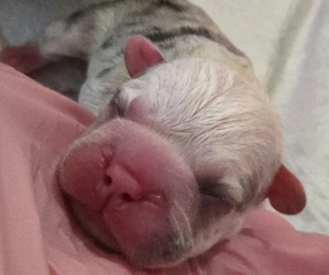 French Bulldog Puppy for sale in GLEN BURNIE, MD, USA