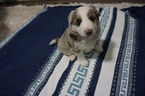 Small Photo #3 Border Collie Puppy For Sale in ROCK ISLAND, IL, USA