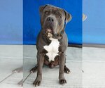 Small Photo #2 American Staffordshire Terrier-Mastiff Mix Puppy For Sale in Pasadena, CA, USA