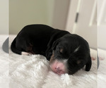 Small Photo #36 Bernedoodle Puppy For Sale in MARTINSVILLE, IN, USA