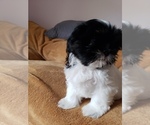 Small Photo #22 Shih Tzu Puppy For Sale in N PORT, FL, USA