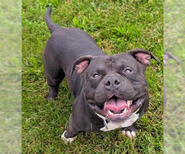 Medium Photo #1 Mutt Puppy For Sale in Akron, OH, USA