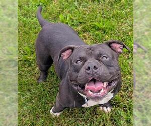 Mutt Dogs for adoption in Akron, OH, USA
