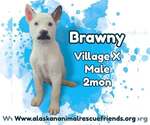 Brawny - Male Siberian Husky-Unknown Mix Dog for Adoption - Small photo