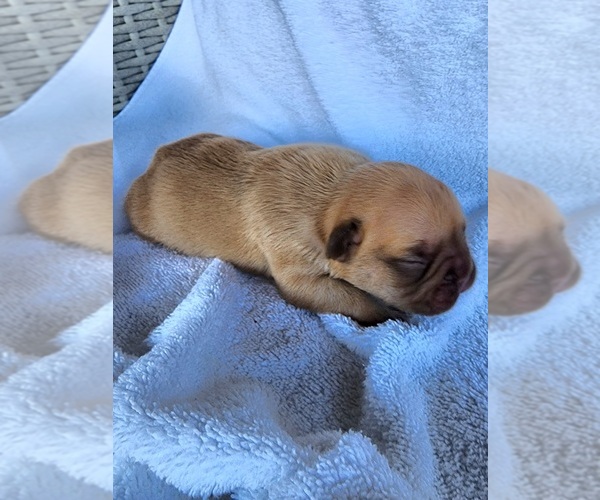 Medium Photo #5 French Bulldog Puppy For Sale in LAS VEGAS, NV, USA