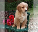Small Photo #5 Golden Retriever Puppy For Sale in JONES, MI, USA
