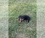 Small Photo #11 Rottweiler Puppy For Sale in BULLS GAP, TN, USA