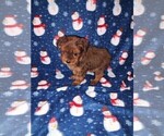 Small Photo #33 YorkiePoo Puppy For Sale in LAPEER, MI, USA