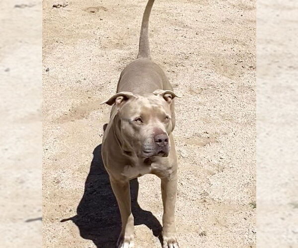 Medium Photo #14 American Pit Bull Terrier-Unknown Mix Puppy For Sale in Chandler, AZ, USA