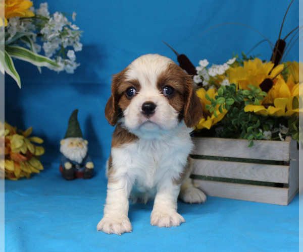 Medium Photo #14 Cavalier King Charles Spaniel Puppy For Sale in CHANUTE, KS, USA