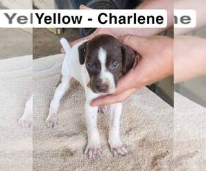 Medium German Shorthaired Pointer