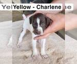 Puppy Charlene German Shorthaired Pointer