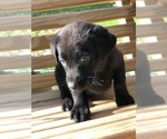 Small Photo #3 Labrador Retriever Puppy For Sale in SPENCER, TN, USA