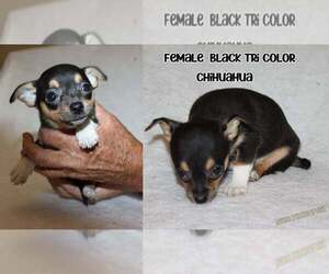 Medium Chihuahua