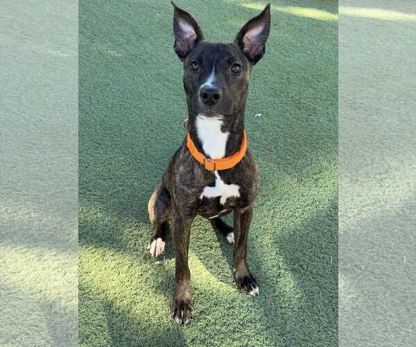 Medium Photo #1 Mutt Puppy For Sale in Tempe , AZ, USA