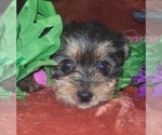 Small Photo #103 Yorkshire Terrier Puppy For Sale in AKRON, OH, USA