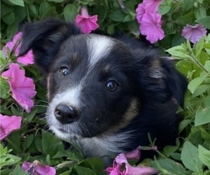 Australian Shepherd Puppy for sale in NEW WASHINGTN, IN, USA