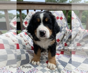 Bernese Mountain Dog Puppy for sale in ENON, OH, USA