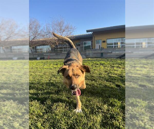 Medium Photo #2 German Shepherd Dog-Unknown Mix Puppy For Sale in Elk Grove, CA, USA