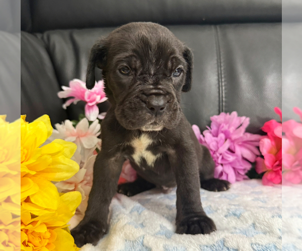 Medium Photo #4 Neapolitan Mastiff Puppy For Sale in MIAMI, FL, USA