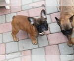 Small Photo #1 French Bulldog Puppy For Sale in JACKSONVILLE, FL, USA