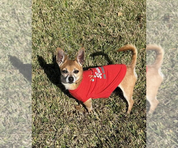 Medium Photo #4 Chihuahua Puppy For Sale in San Leon, TX, USA