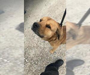 Chow Chow-German Shepherd Dog Mix Dogs for adoption in Houston, TX, USA