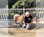 Small Chow Chow