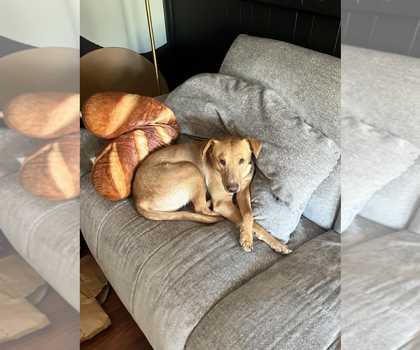 Medium Photo #6 Labrador Retriever-Unknown Mix Puppy For Sale in Rockville, MD, USA