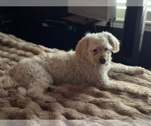 Mutt Dogs for adoption in Salt Lake City, UT, USA
