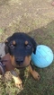 Small Photo #6 Rottweiler Puppy For Sale in PARKLAND, WA, USA