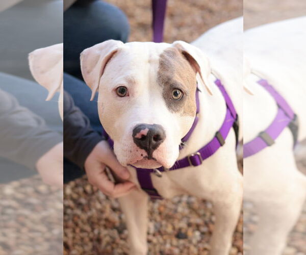 Medium Photo #7 Mutt Puppy For Sale in Philadelphia, PA, USA