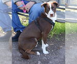 Small #1 Australian Shepherd Mix