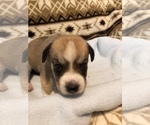 Small Photo #2 Beagle-Siberian Husky Mix Puppy For Sale in SULPHUR, LA, USA
