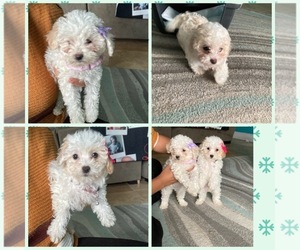 Poodle (Miniature) Puppy for sale in MANSFIELD, TX, USA