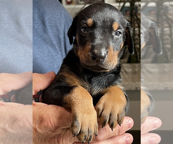 Medium Photo #3 Doberman Pinscher Puppy For Sale in SIMPSONVILLE, SC, USA