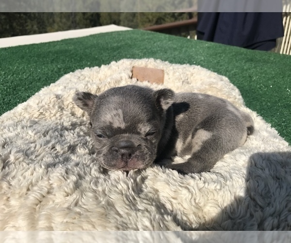 Medium Photo #43 French Bulldog Puppy For Sale in PLACERVILLE, CA, USA