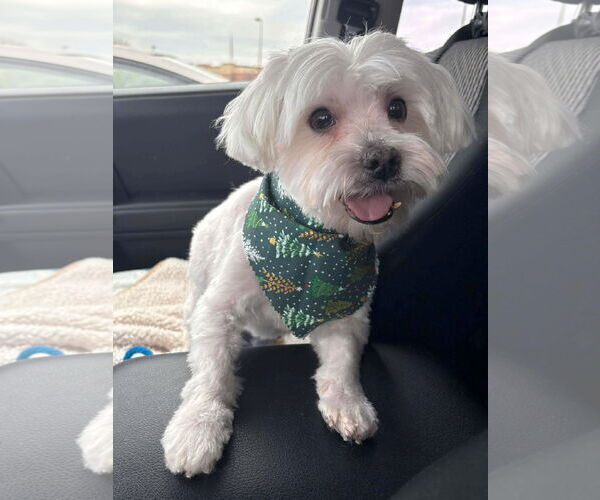 Medium Photo #20 Maltese Puppy For Sale in Boonton, NJ, USA