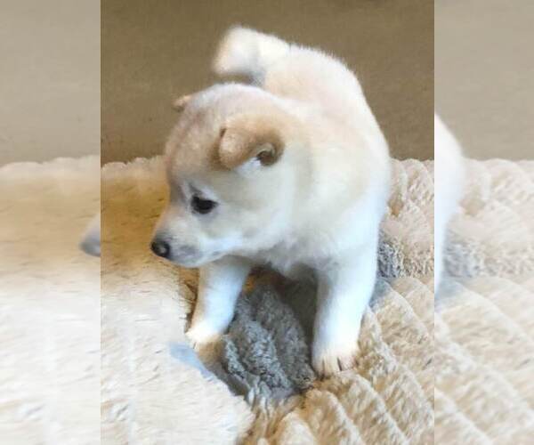 Medium Photo #9 Shiba Inu Puppy For Sale in SNOHOMISH, WA, USA