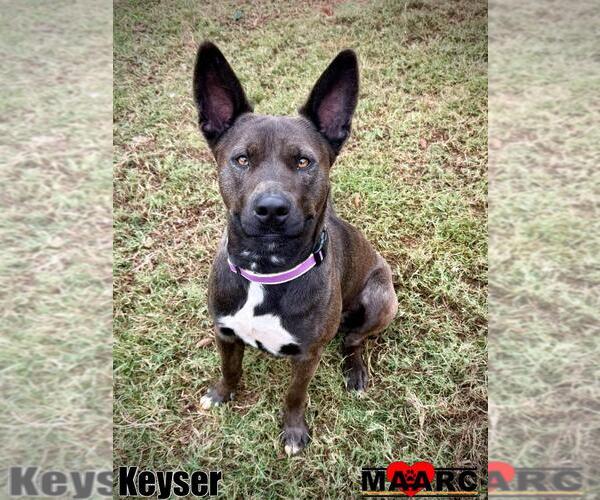 Medium Photo #5 Australian Kelpie-Unknown Mix Puppy For Sale in Maryville, TN, USA