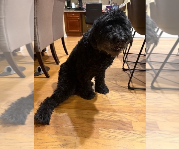 Medium Photo #2 Schnauzer (Giant) Puppy For Sale in ACWORTH, GA, USA